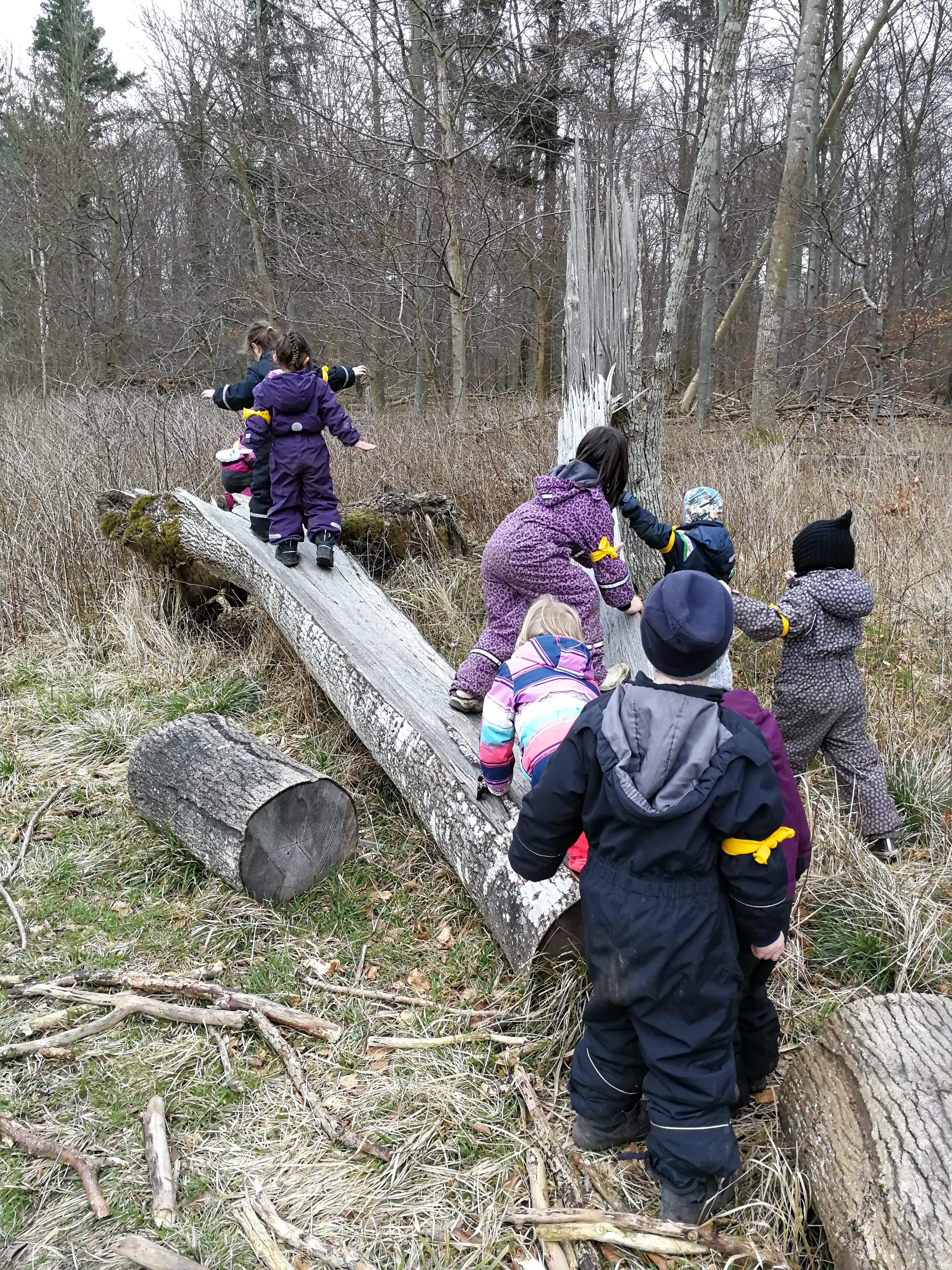 Børn, der kravler på træstamme